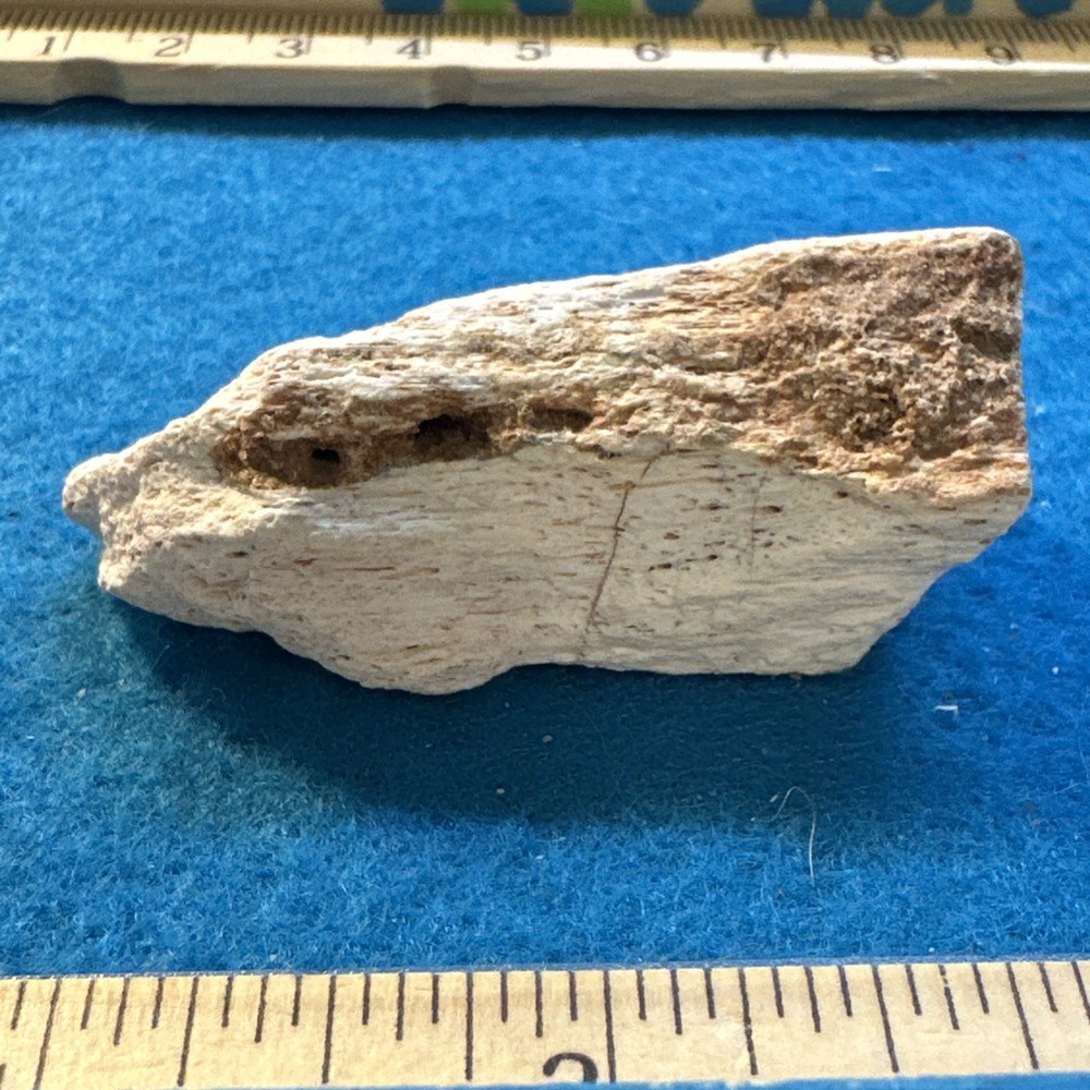 Spinosaurus Extinct Dinosaur Bone Fossil in Display Case