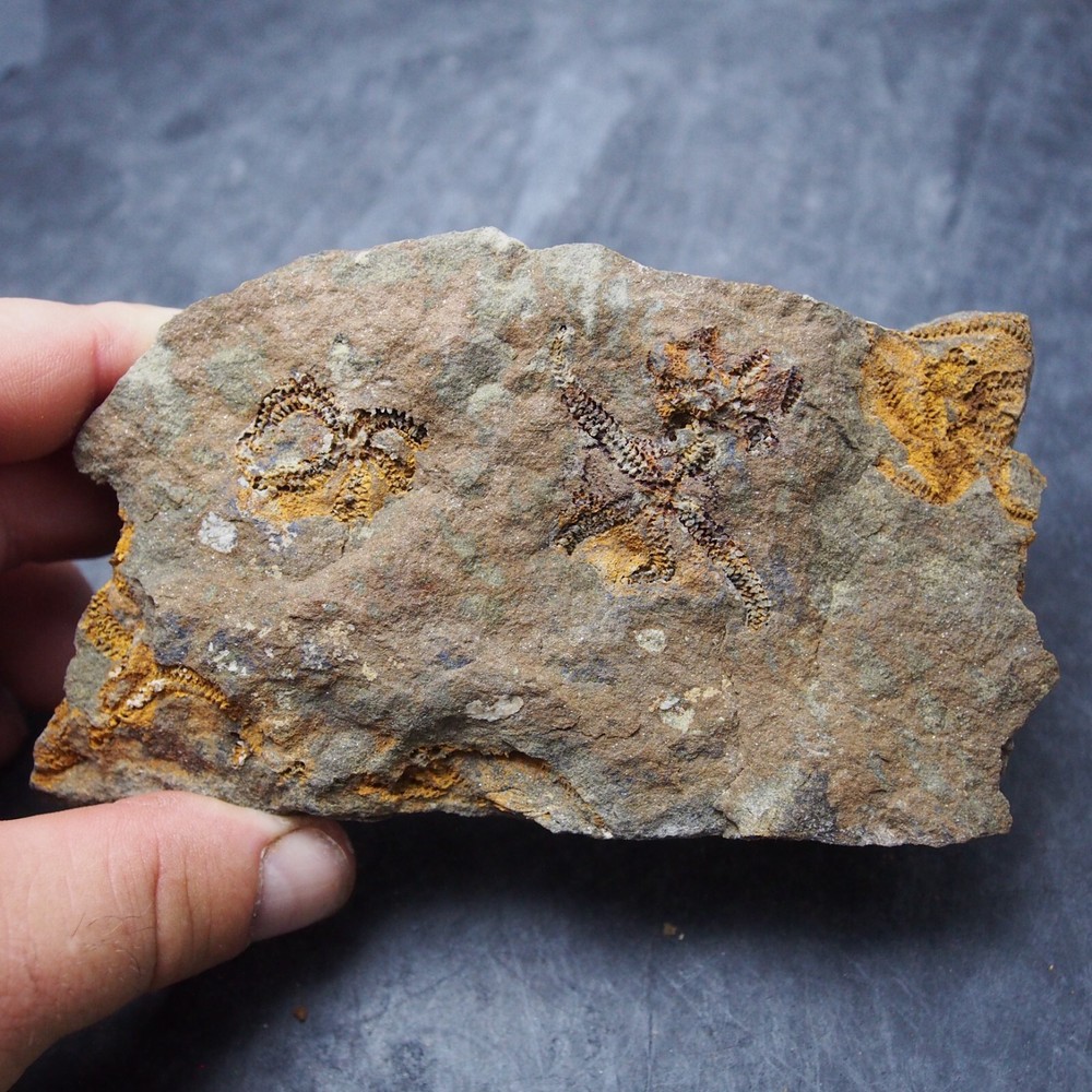 Edrioasteroid Protaster sp. Echinoderms Ordovician Fossil Fossilien