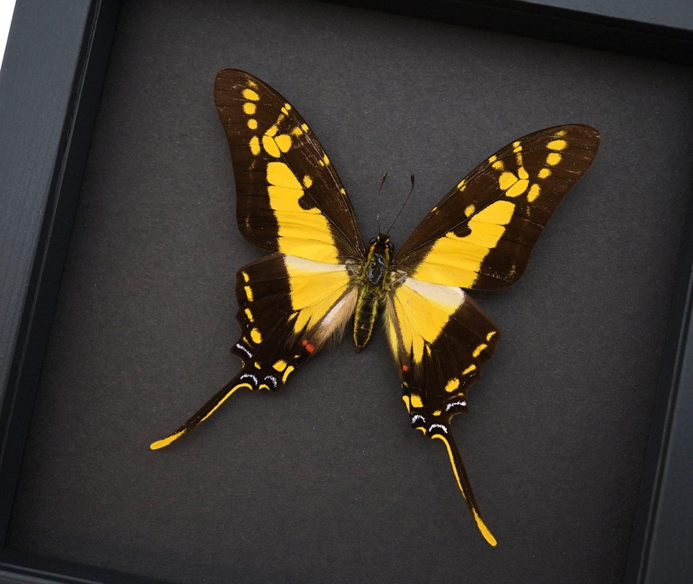 Framed Butterfly Eurytides thyastes Yellow Swordtail Swallowtail Insect