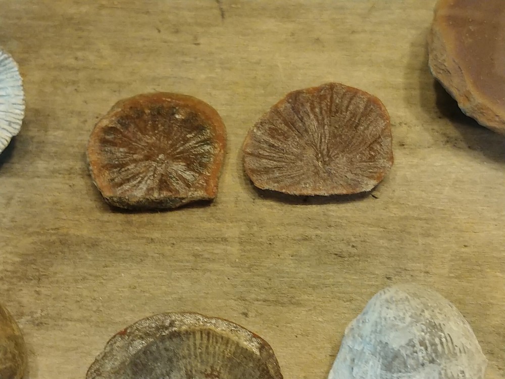 Fossil Lot 24 Total Pieces