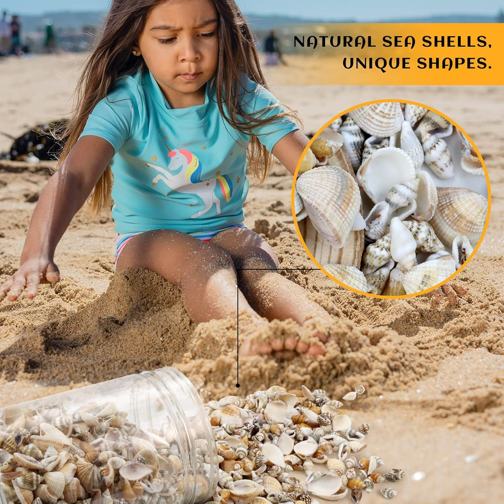 1500 Pcs Small Shells For Crafts,Small Sea Shells For Crafting,Mini Seashells...