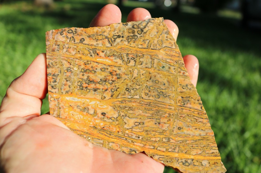 Leopard Skin Jasper Mexico Fantastic Patterns Free Ship!