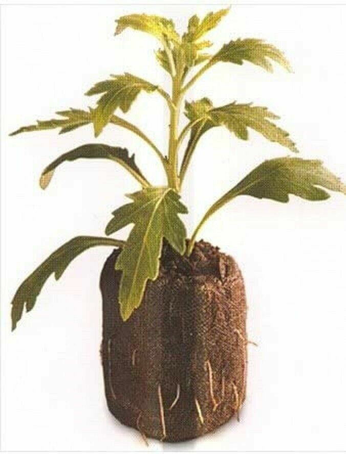 1000 Jiffy Peat Pellets 36mm, Growing Supplies, Seed Starting, Peat Pellets