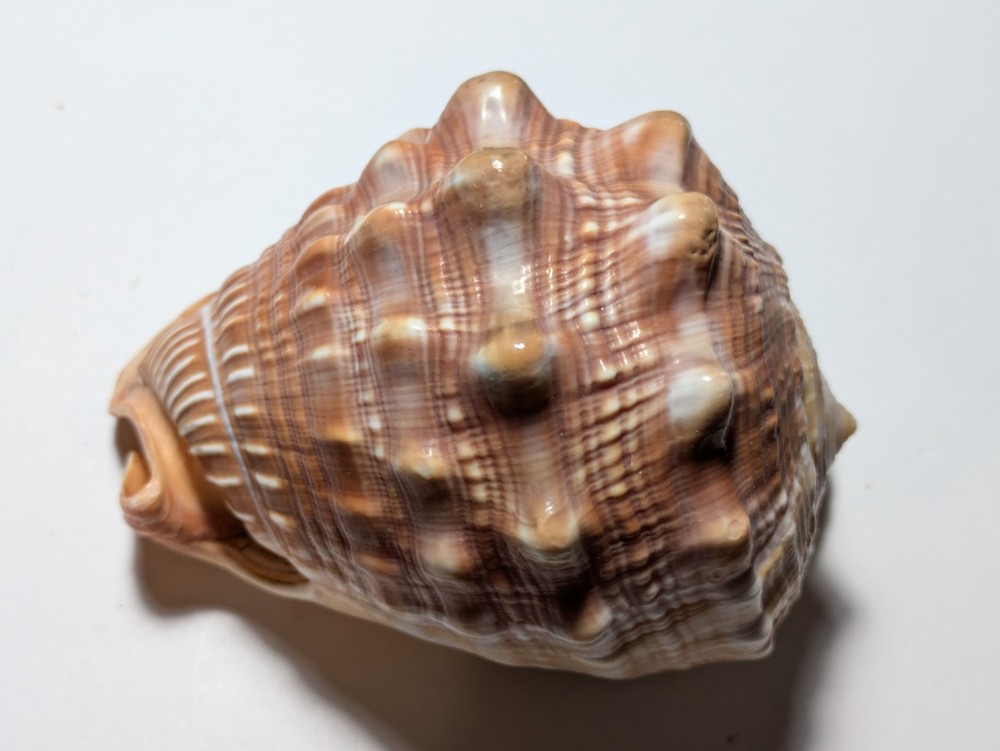 Cassis Glaucum Bonnet Shell