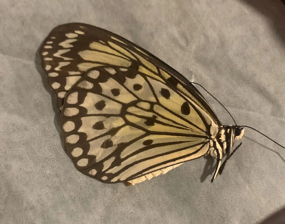 Unmounted idea leuconoe