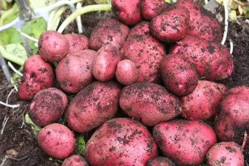 Simply Seed - 5 LB - Red Pontiac Potato Seed - Non GMO - Natural Grown -