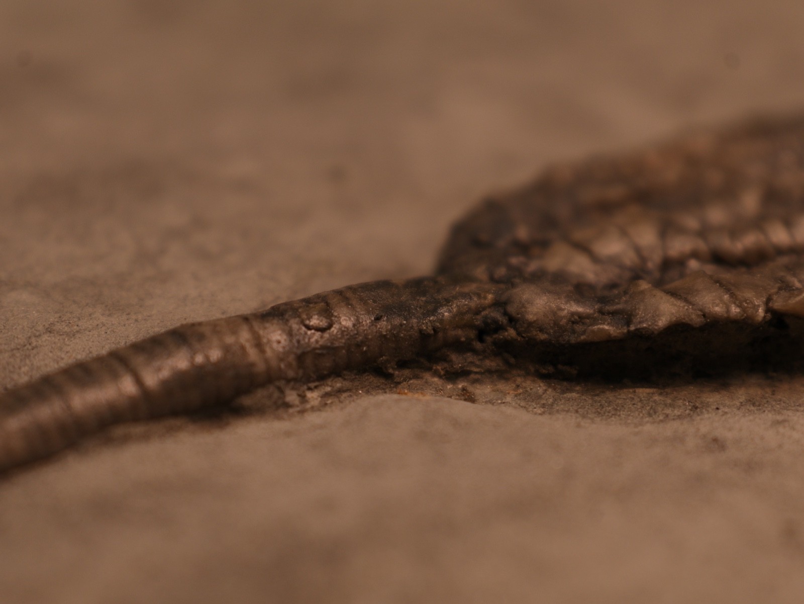 Sweet Pachylocrinus aequalis Fossil Crinoid, Crawfordsville, IN