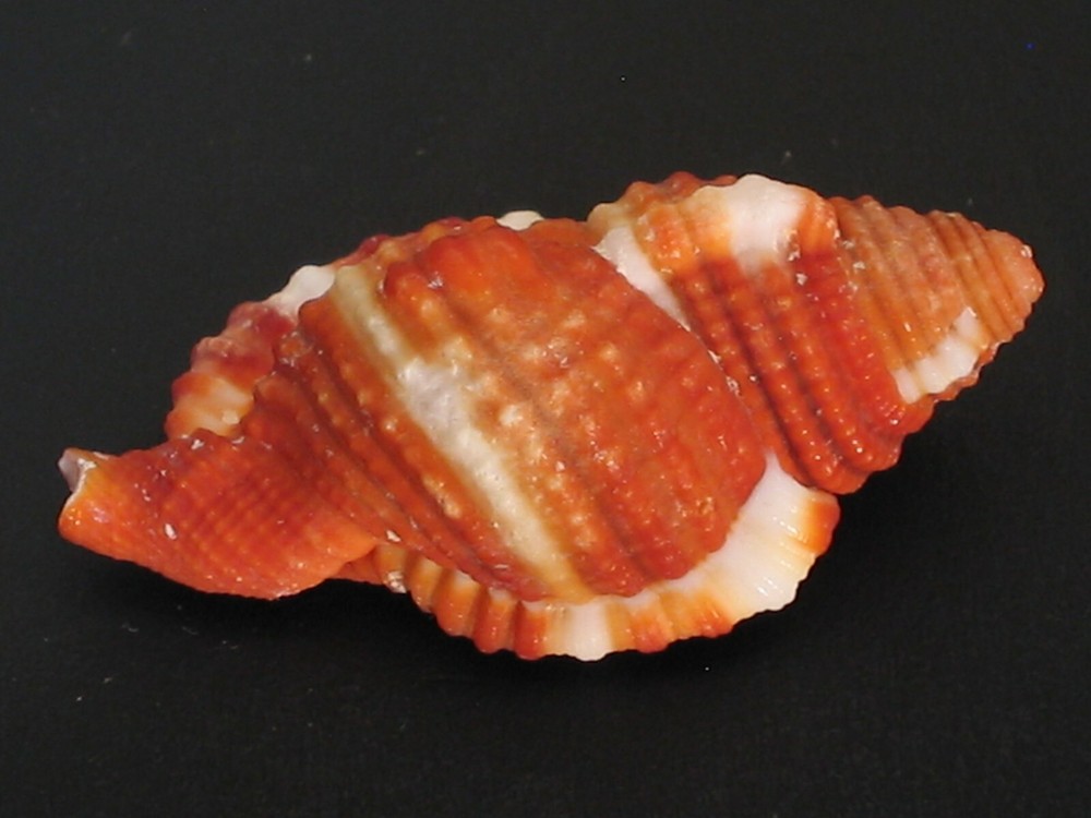 Super Color...CYMATIUM RUBECULUM~35.5mm~Philippine SEASHELL