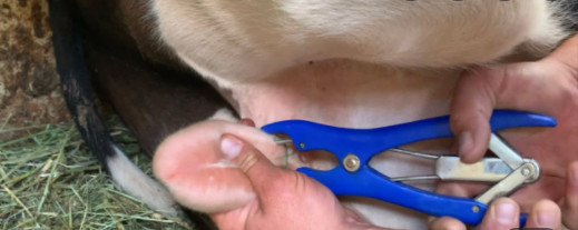 Elastrator Castration Blue Plastic Handle Pliers & Free 100 pcs Rubber Ring Bag