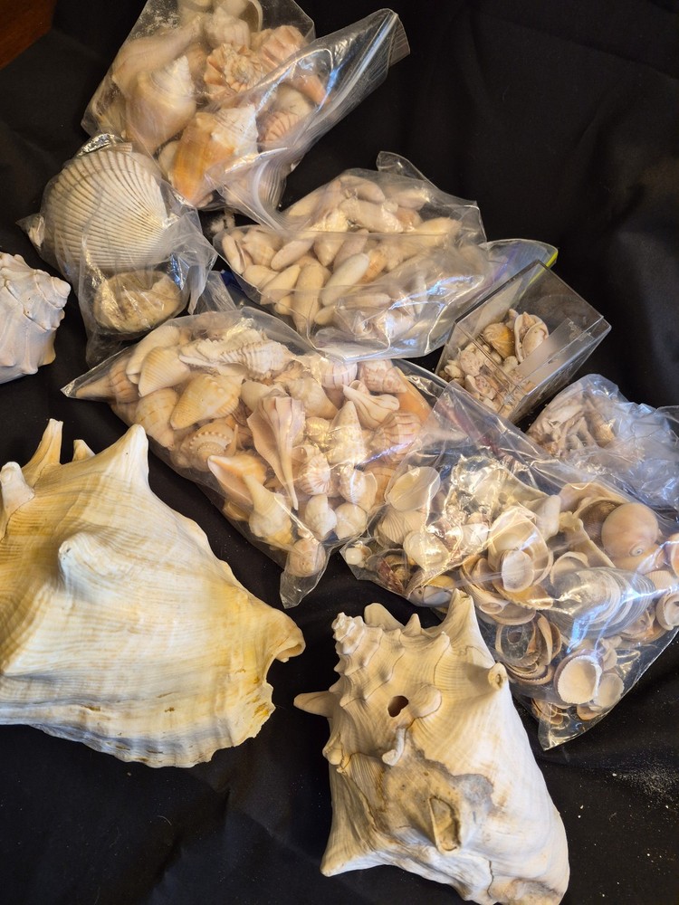Sea Shells Lot- Over 8 Pounds-Assorted Sizes