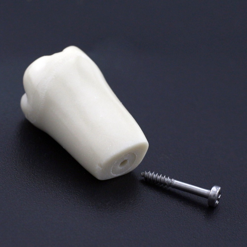 Columbia Dentoform Dental Typodont Model 32pcs Removable Teeth Soft Gingiva Pole