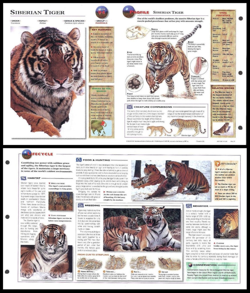 Fold-Out Sheet - Siberian Tiger - 94