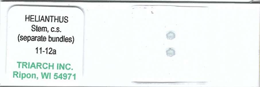 Sunflower Helianthus Stem c.s. Microscope Slide