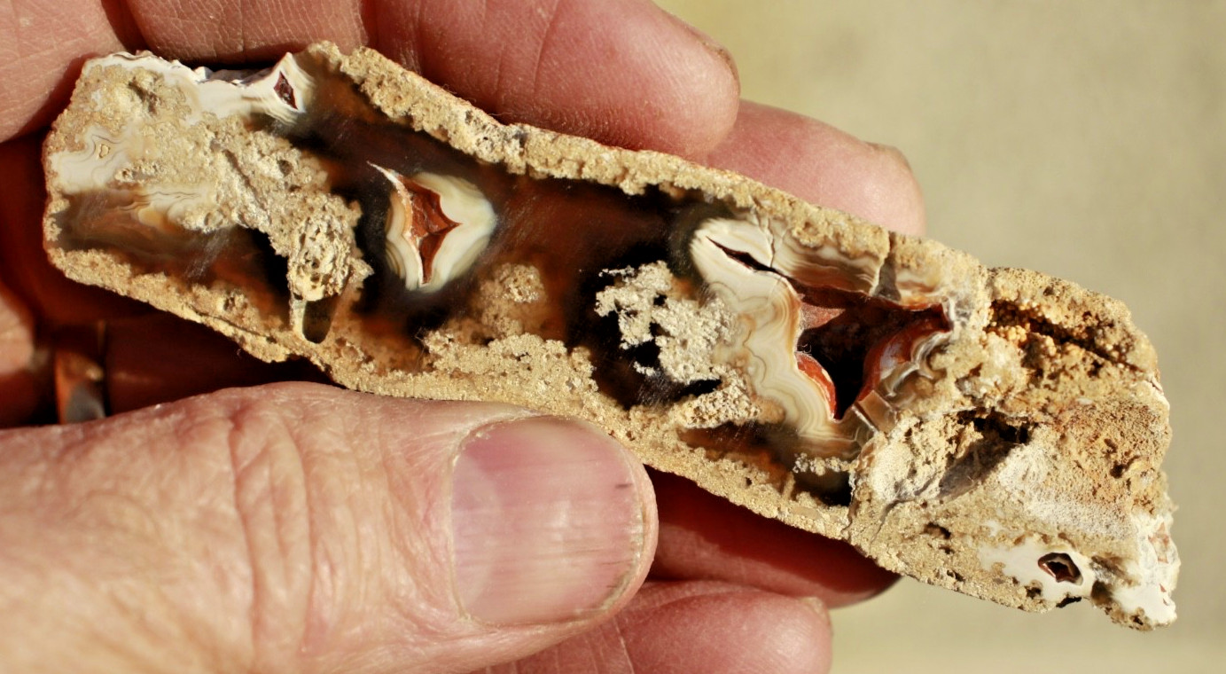 Polished Tampa Bay Fossil Coral Half • 4.0" Long/1.5 oz.