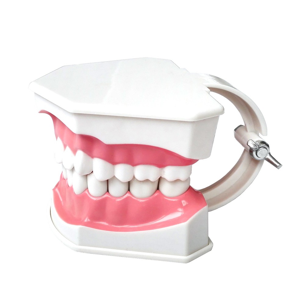 Interactive Tooth Brushing Model for Educational Training with Toothbrush
