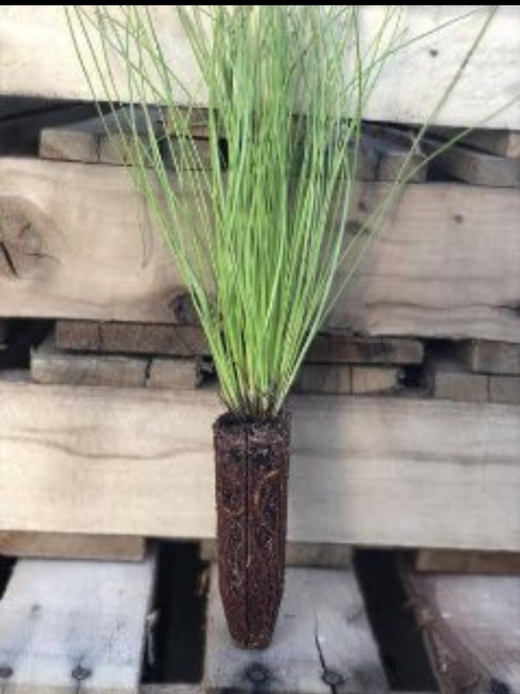 50 Containerized Longleaf Pine Seedlings (NOT BARE ROOT)