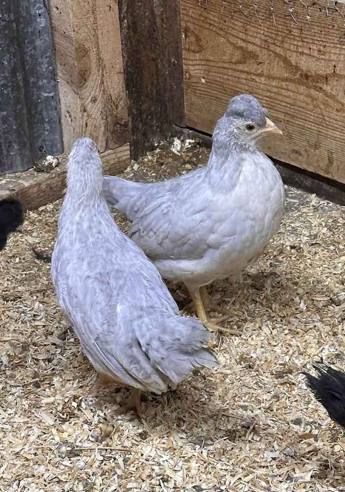 6+ Opal Legbar Hatching Eggs