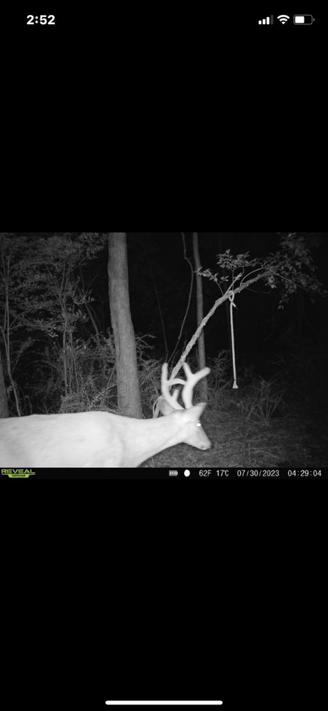 Preorbital Deer Rope System