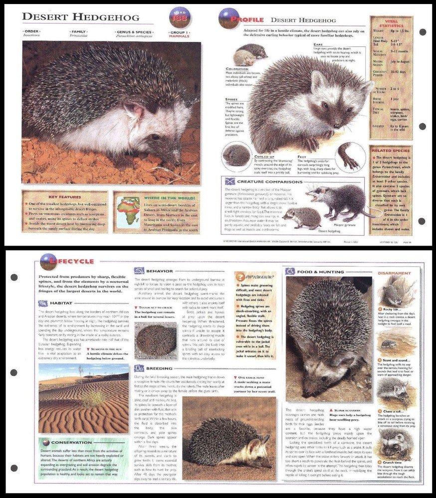 Fold-Out Sheet - Desert Hedgehog - 188