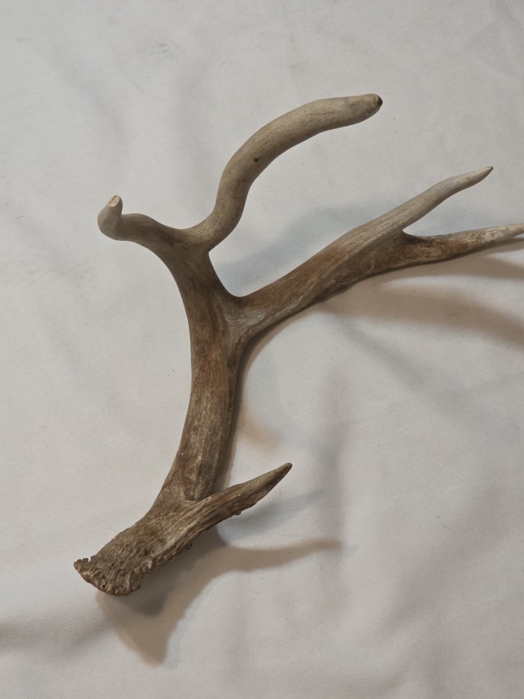 Deer Antler 12" x 16"