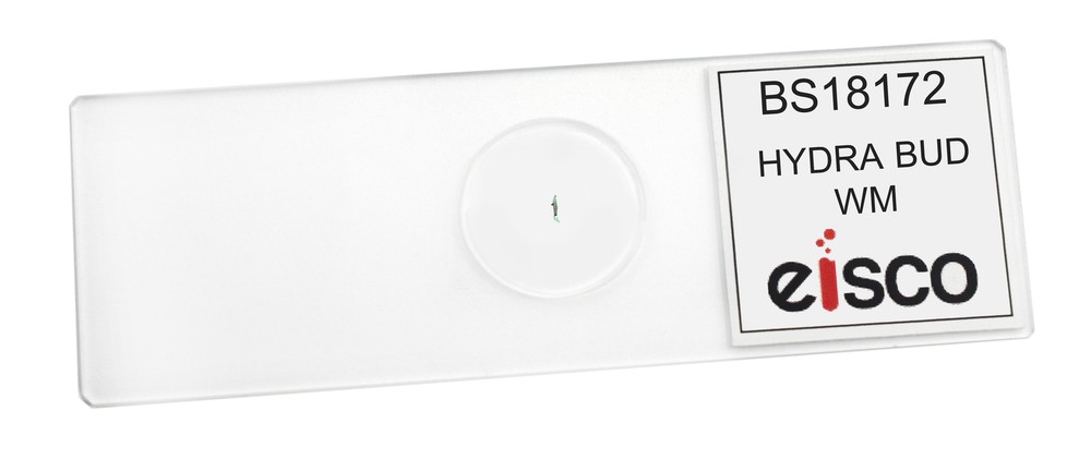 Hydra Bud - Prepared Microscope Slide - 75x25mm - Eisco Labs