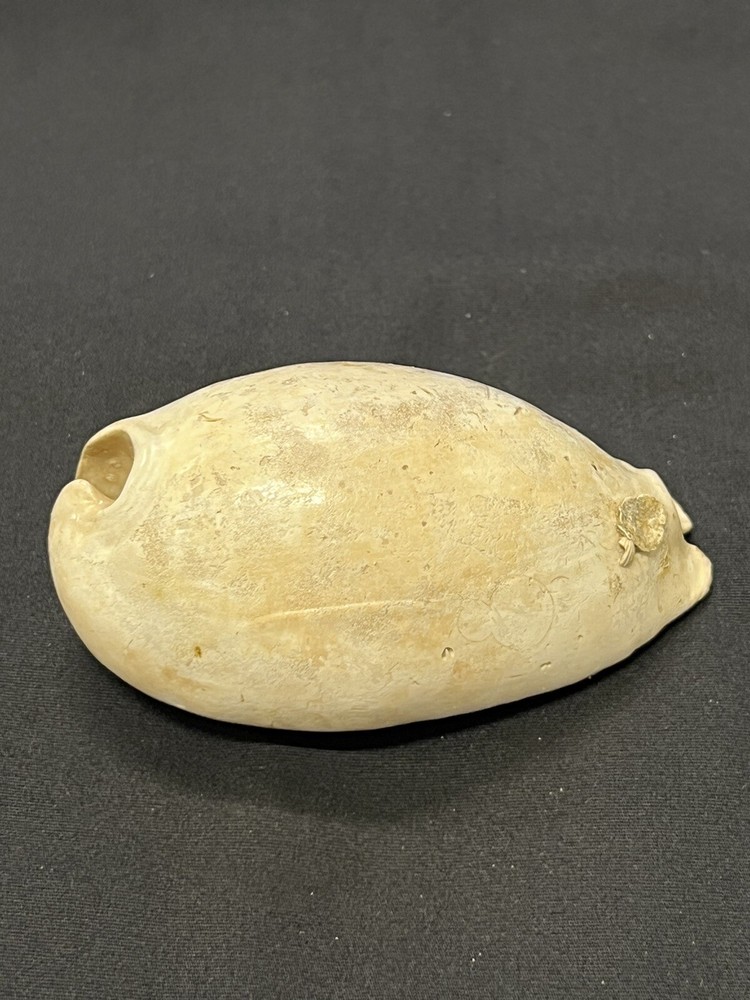 EXTINCT Fossilized COWRIE Shell From Central Florida - Pliocene Era.