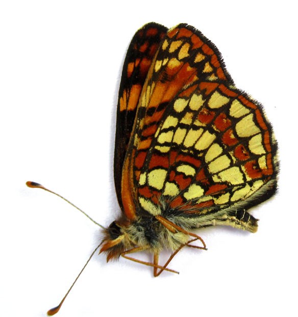 CHLOSYNE HOFFMANNI SEGREGATA 1M (USA, OR)