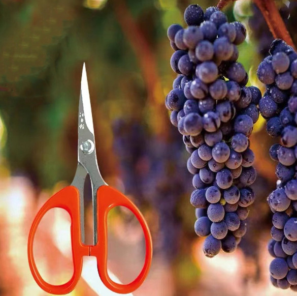 Special pruning fruit picking for pointed grapes horticultural bonsai pruning