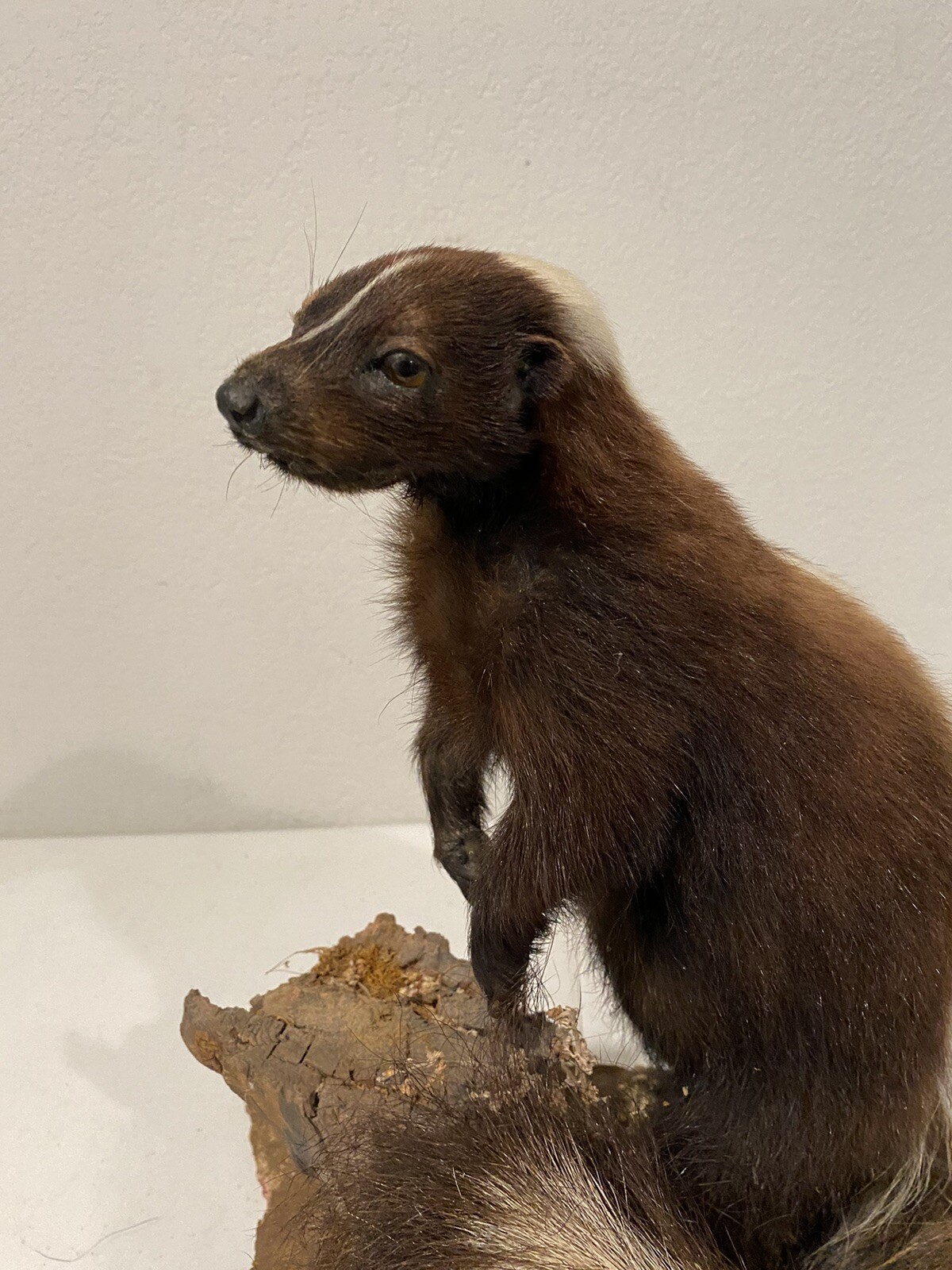 Rare Adult Brown Striped Skunk Taxidermy Mounted 16” Tall Vintage Oddity NICE