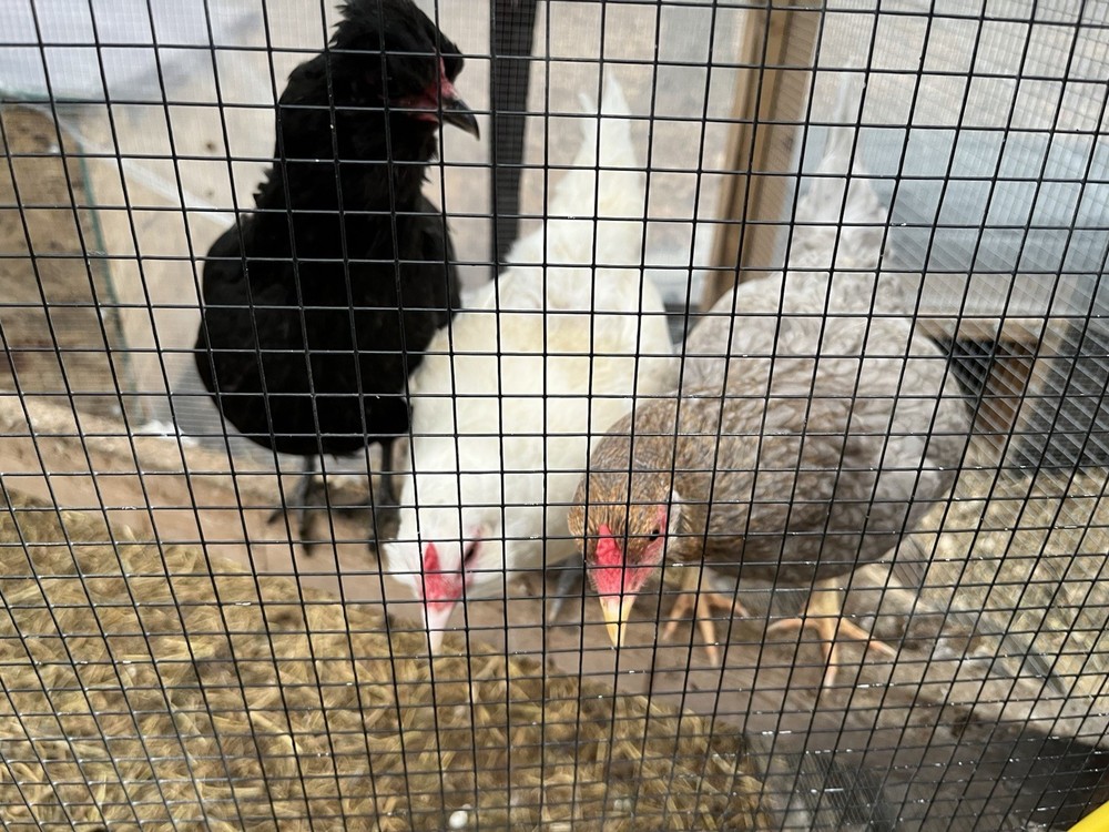 6+2 Rainbow Hatching Eggs Easter Egger Olive Egger Ameraucana Marans Priority S