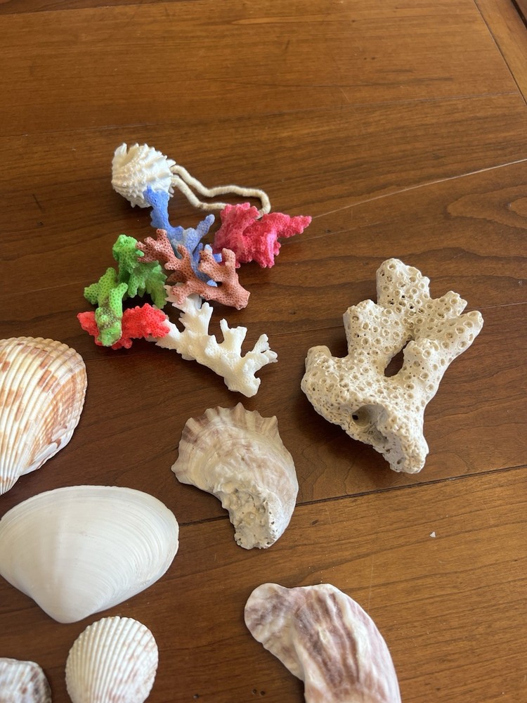 Mixed Seashells S/M Assorted Craft Shells Mix 1-3" 80+ pcs