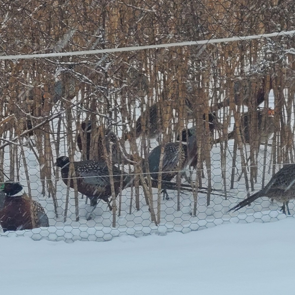24 Ringneck Pheasant Fertile Hatching Eggs.