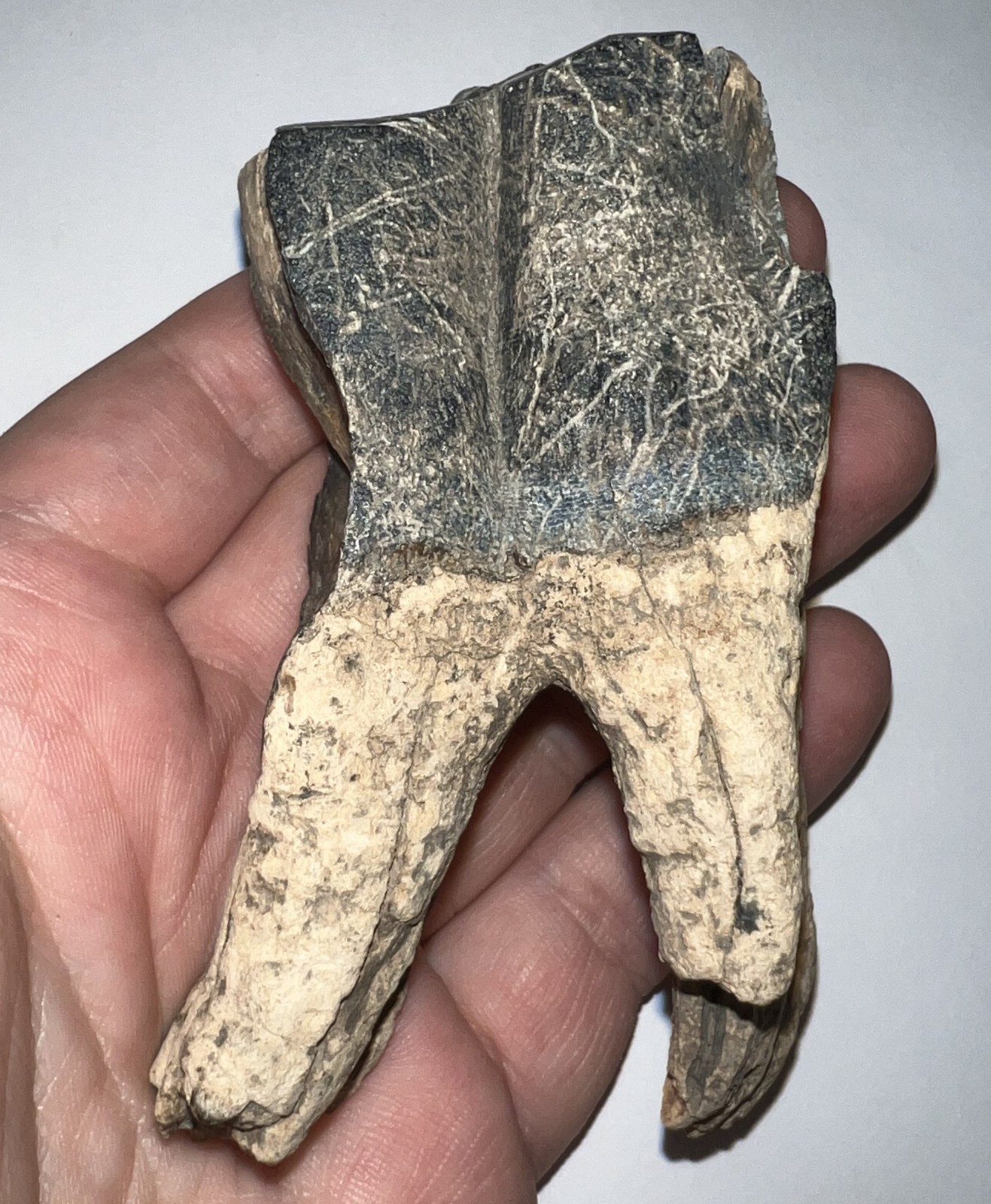 HUGE Ice Age Fossil COELODONTA Lower Molar Tooth 3.84 Inches!