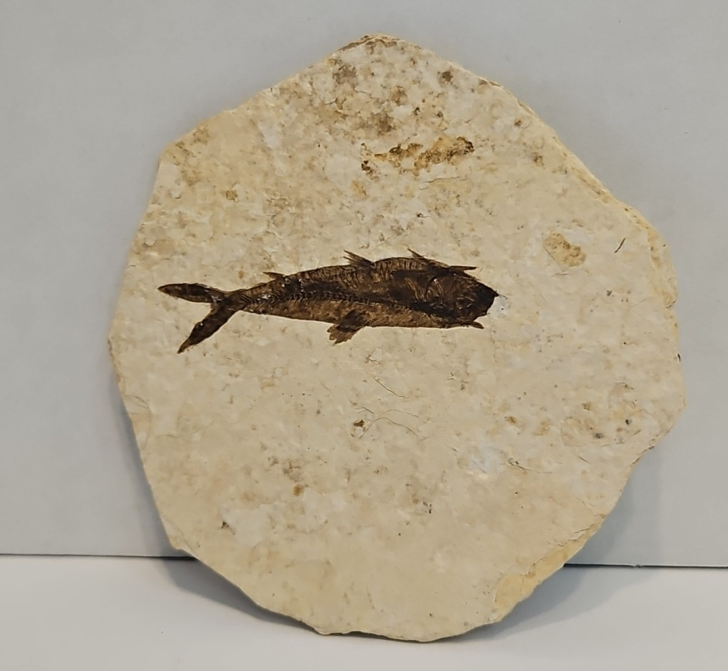 Knightia (Fresh Water Herring) Green River Formation Kemmerer WY Fossil 2 Sided