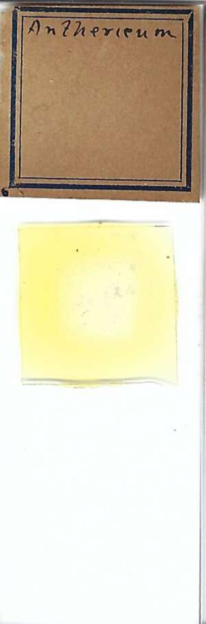 Antherieum Pollen Microscope Slide