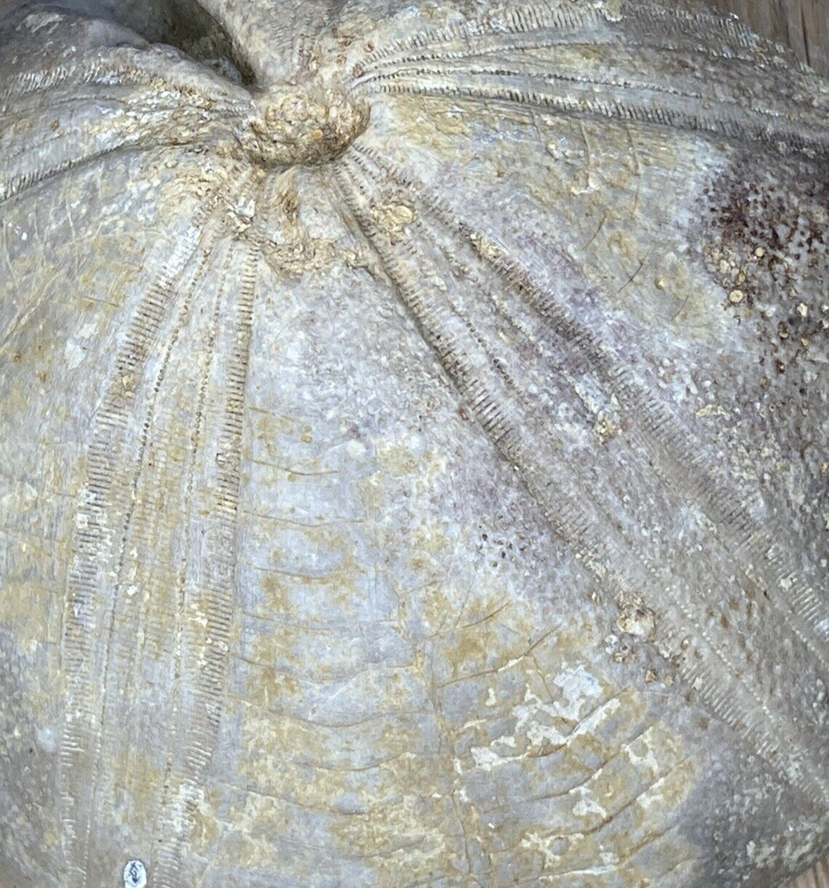 Fossil Specimen, Echinoid, Clypeus Ploti, 101mm