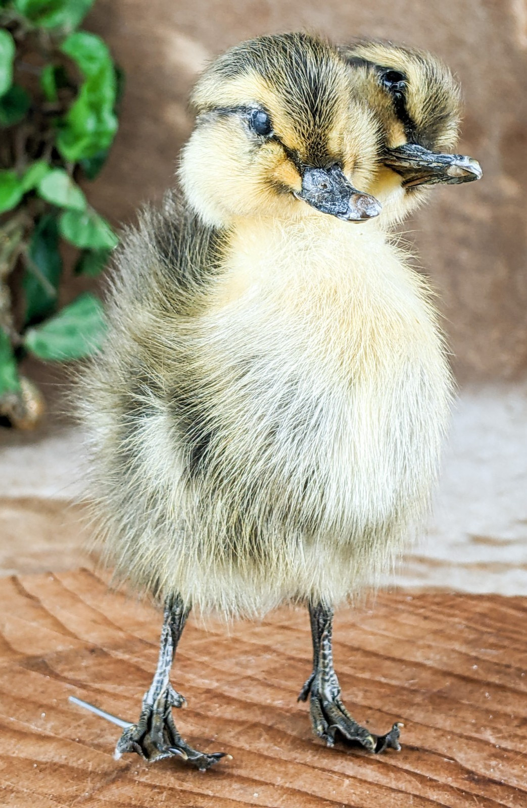 Two 2 Headed Duck Duckling Oddity Curiosity sps:  Anas Platyrhynchos domesticu
