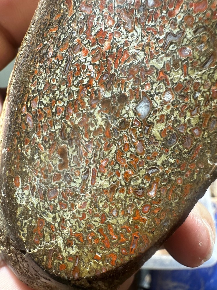 Dinosaur bone polished knuckle end cut specimen.