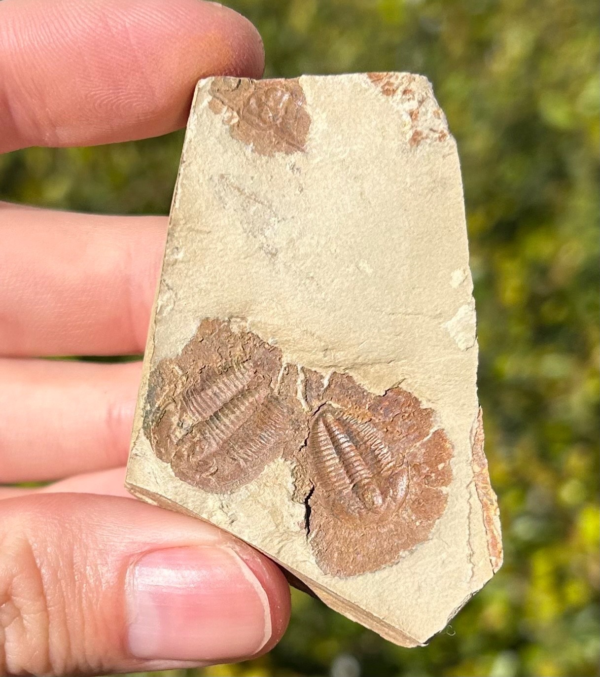 Georgia Fossil Trilobites Aphelaspis brachyphasis Conasauga Formation Cambrian