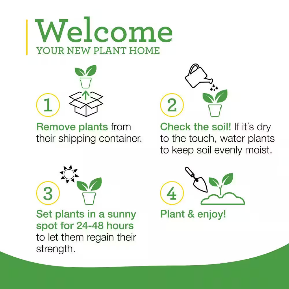 19 Oz. Rosemary Plant, 2-Pack