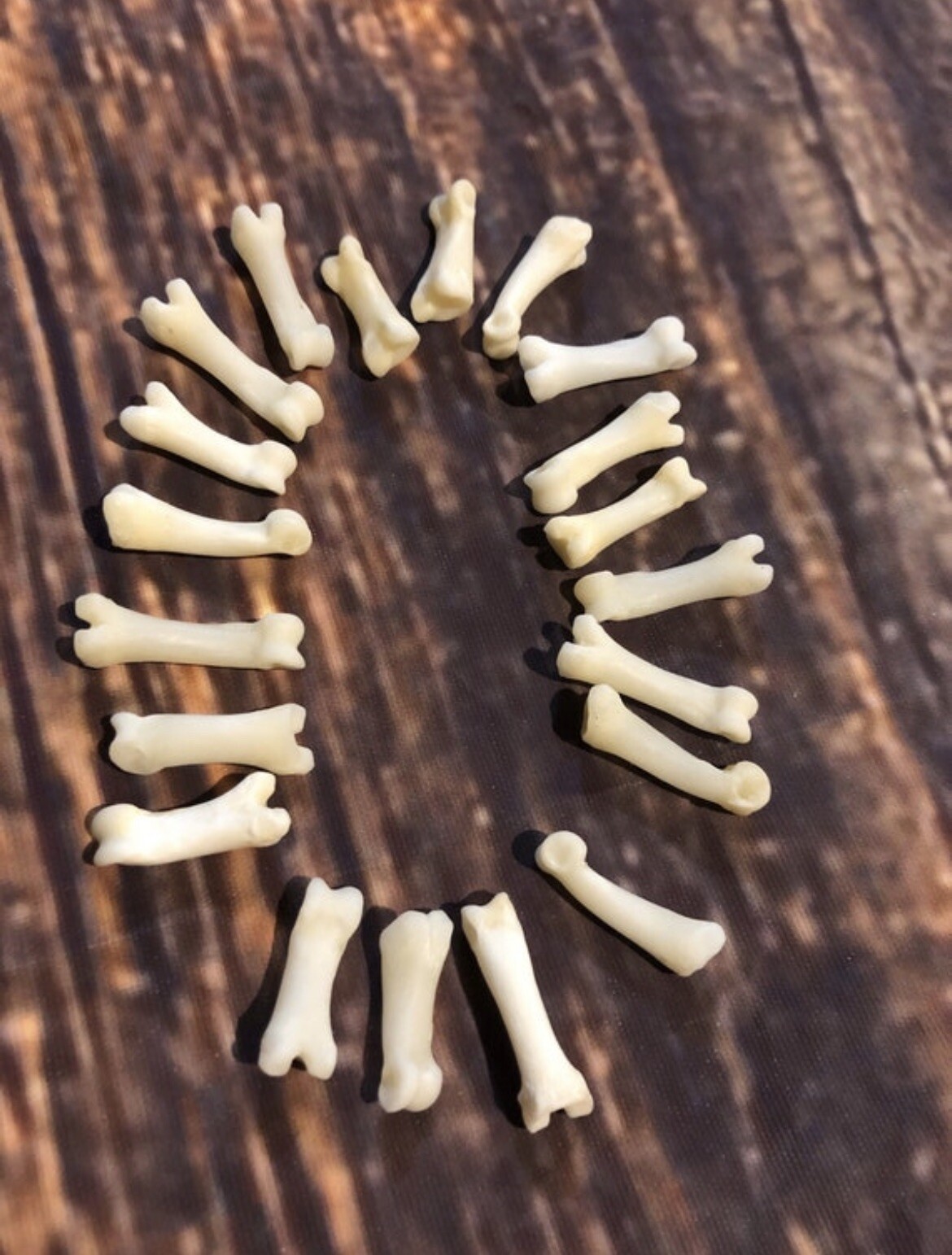 20 Real Coyote TOES BONE MOUNTAIN MAN CRAFT SUPPLY JEWELRY EARRING GOTHIC CLAWS