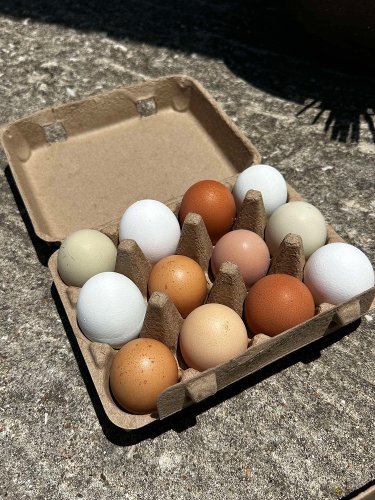 Frizzle BYM Hatching Eggs x12++