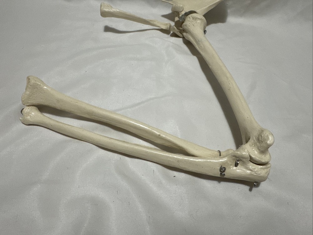 Upper limb bone scapula arm bone clavicle upper arm bone human skeleton model