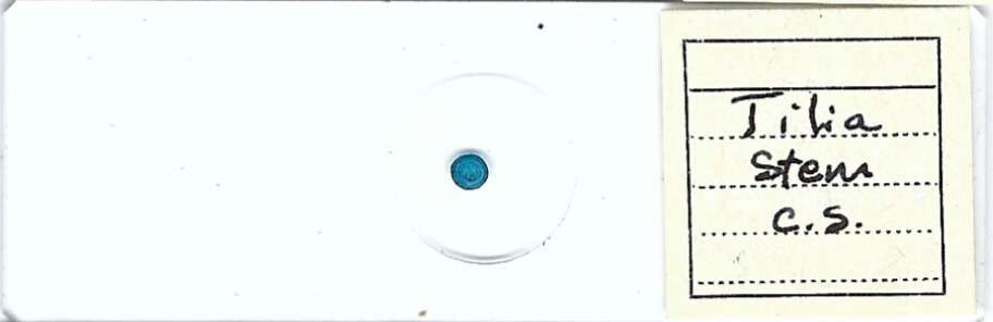 Tilia Stem c.s. Microscope Slide