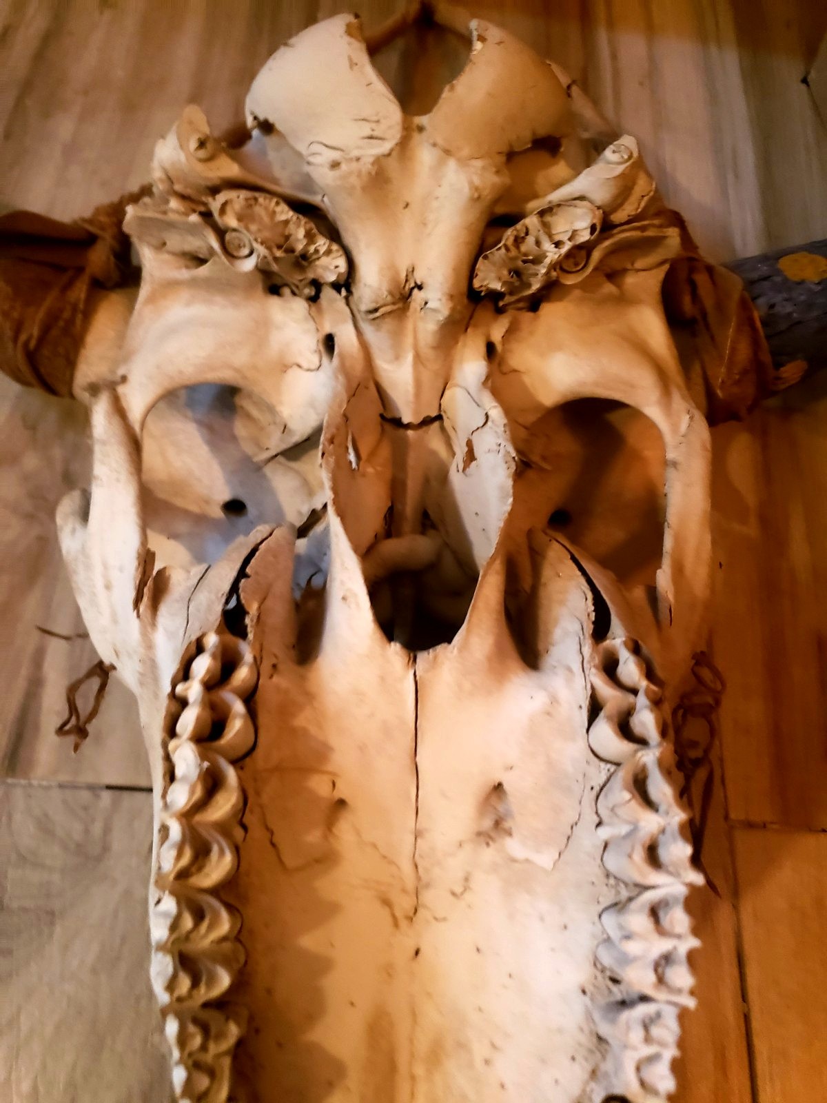 Native Hand Painted Buffalo Skull Blue And Yellow, Thunderbolts, Hung By Hyde