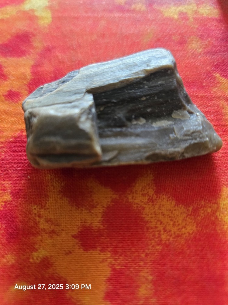 petrified wood