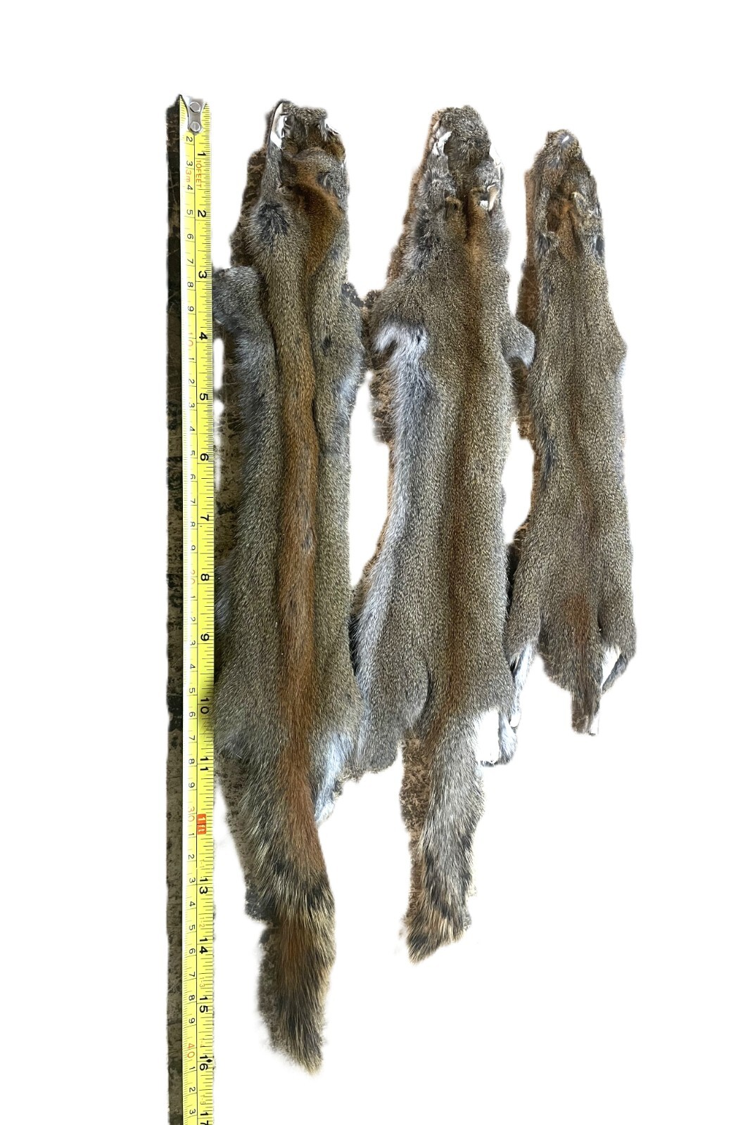 Canadian Red (Pine) Squirrel