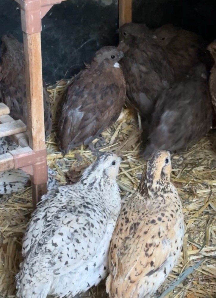 12+ Mixed Bobwhite Hatching Eggs