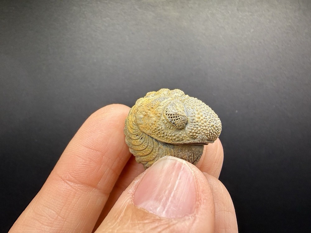 Enrolled Moroccops Trilobite