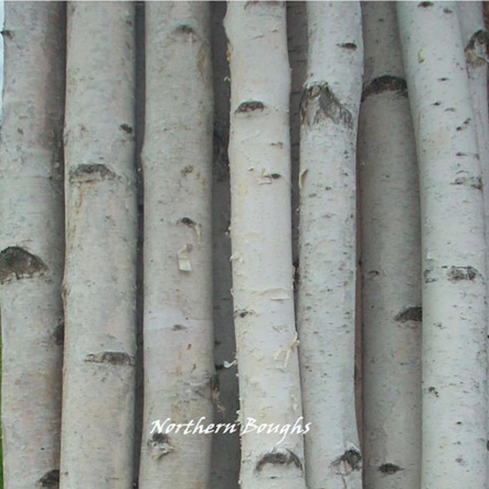 4 Thick White Birch Poles 6'